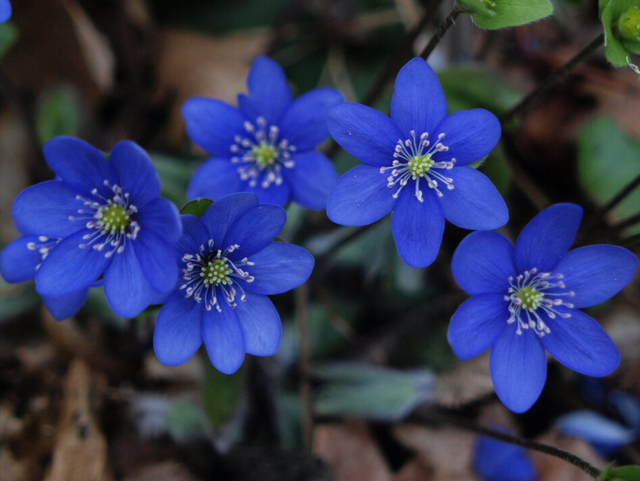 星座大师:运筹帷幄的远见富有心眼