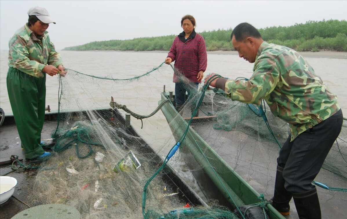 关注:在一群人的围观下,工作人员用流刺网在十分钟内就捕到了9条刀鱼