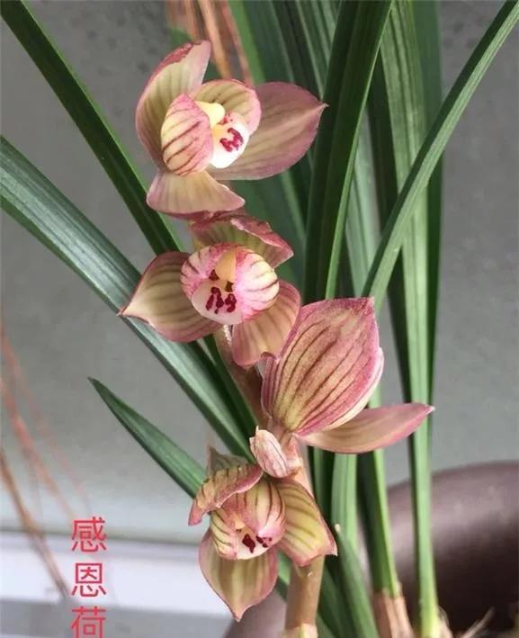春剑名品"感恩荷",花高出架,香味浓郁,养兰人眼中的香饽饽