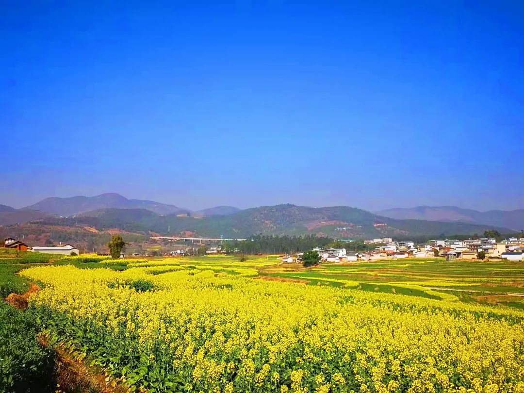 丙麻油菜花盛开成海!春节邂逅隆阳冬日浪漫去