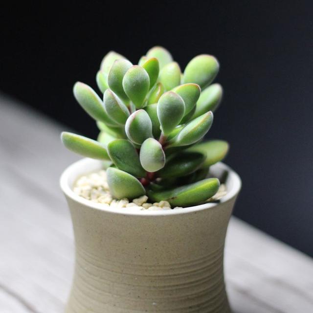 一种很有诗意的多肉,名字叫若歌诗,漂亮又好养,看是你的菜不?