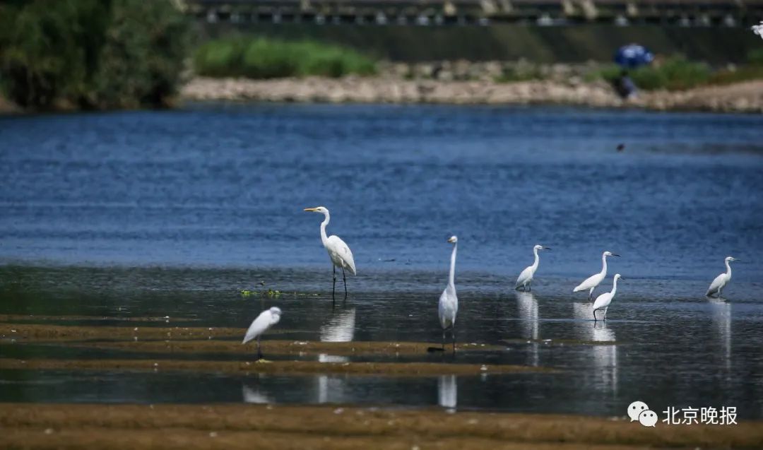 今日白露,现在是观赏夏候鸟最佳时期,来潮白河通州西集段看白鹭