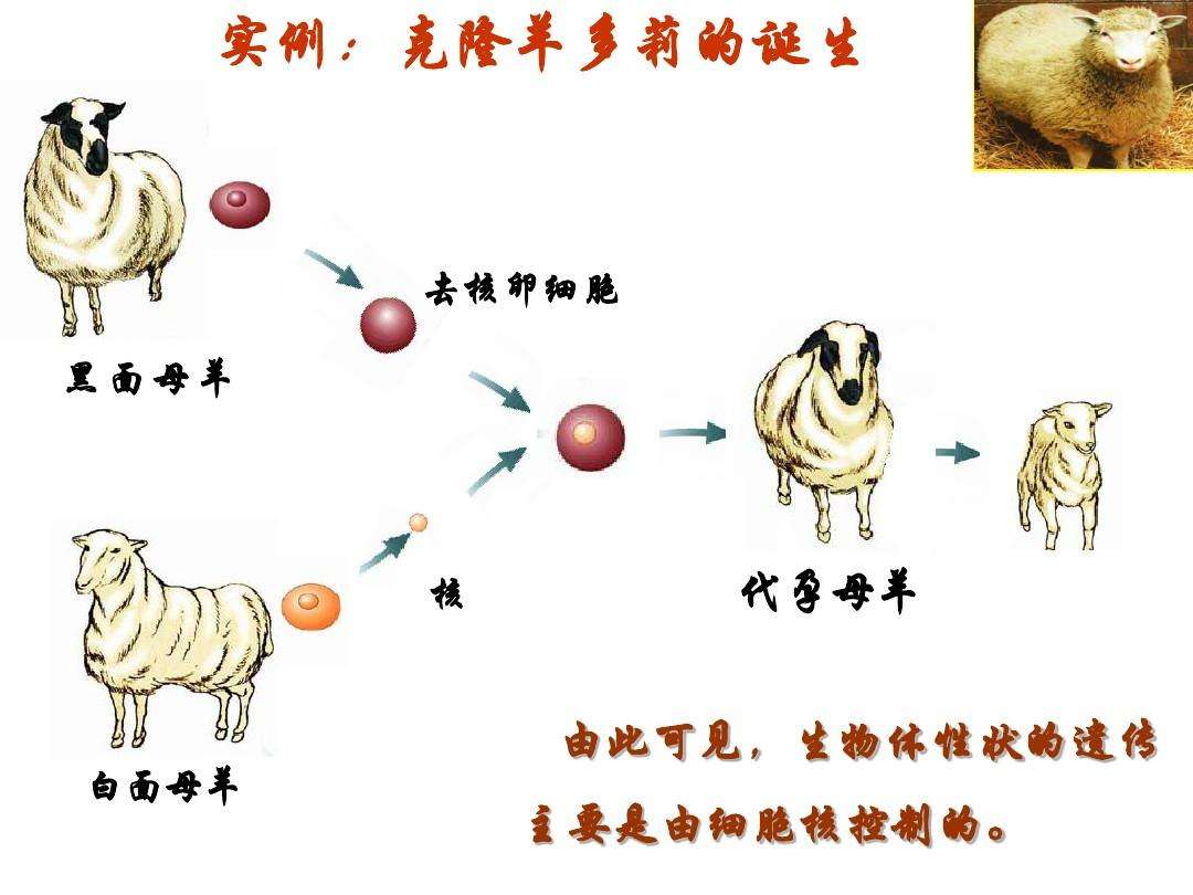 克隆羊多莉结局如何,为什么现在很少提克隆了