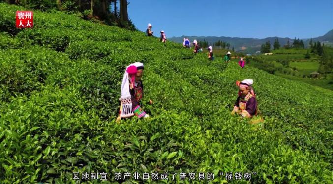茶叶苗最佳种植时间