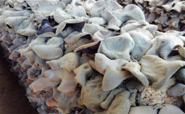 毛木耳如何栽培?杂菌污染危害大,操作步骤应科学合理
