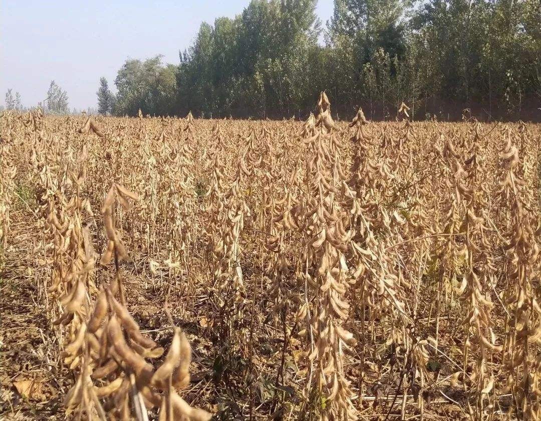 02年美国制造大豆陷阱中国如何巧妙应对在盐碱地上种出大豆