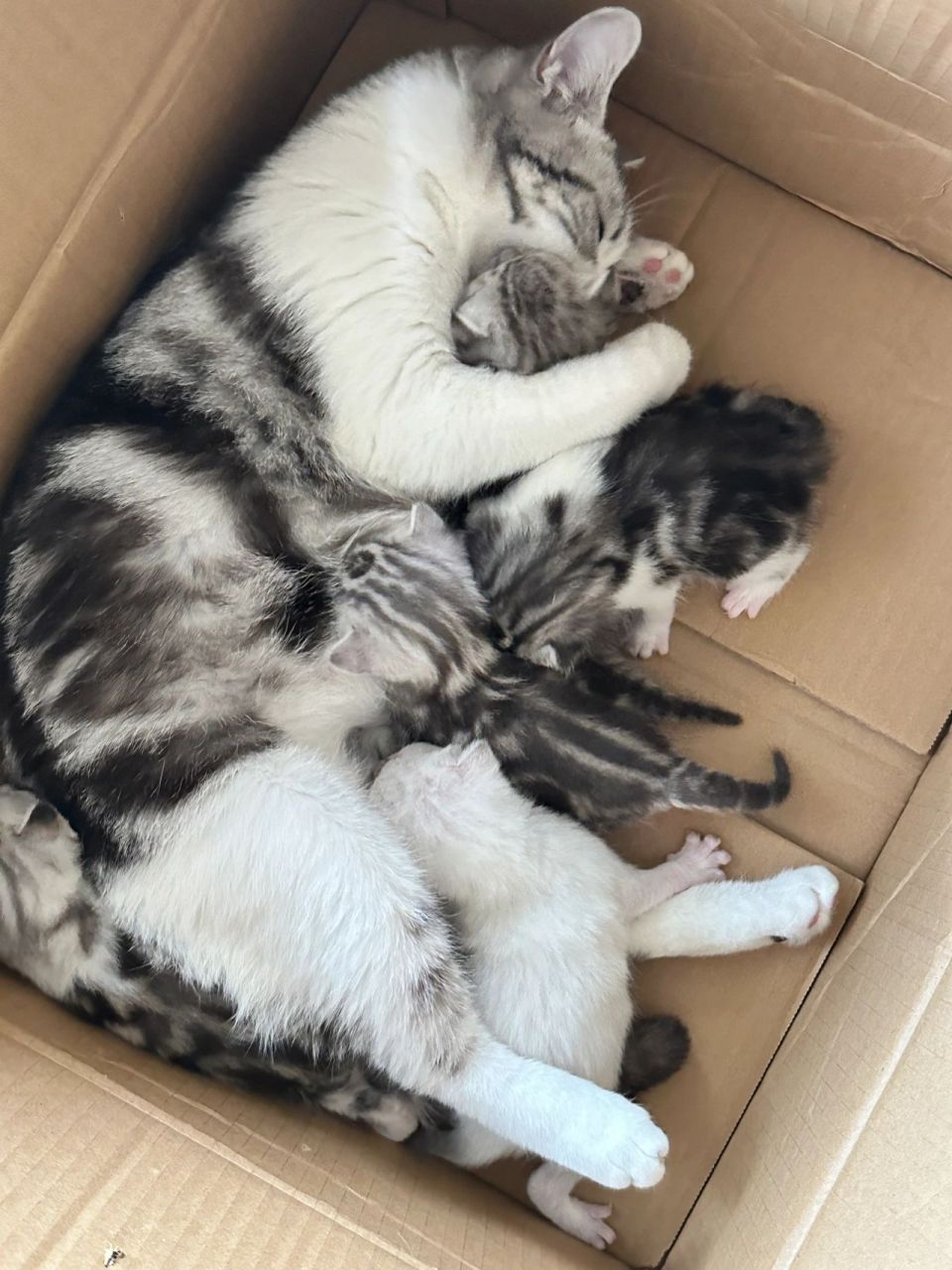 图三四五六七是猫妈最后一张猫爸 起司 虎斑 棕虎斑 鱼骨刺 纯白尾巴