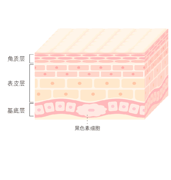 费米特 教你了解基底层的作用