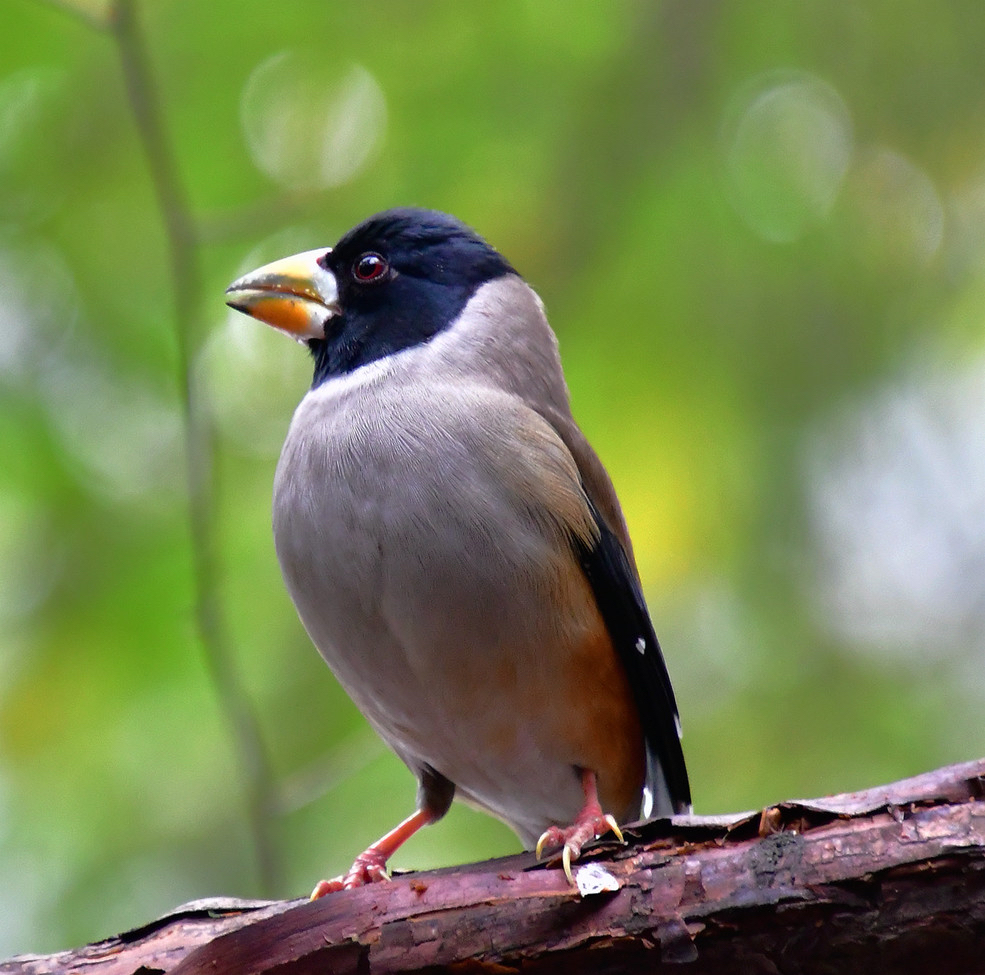 蜡嘴鸟下蛋到出窝需要多少天?