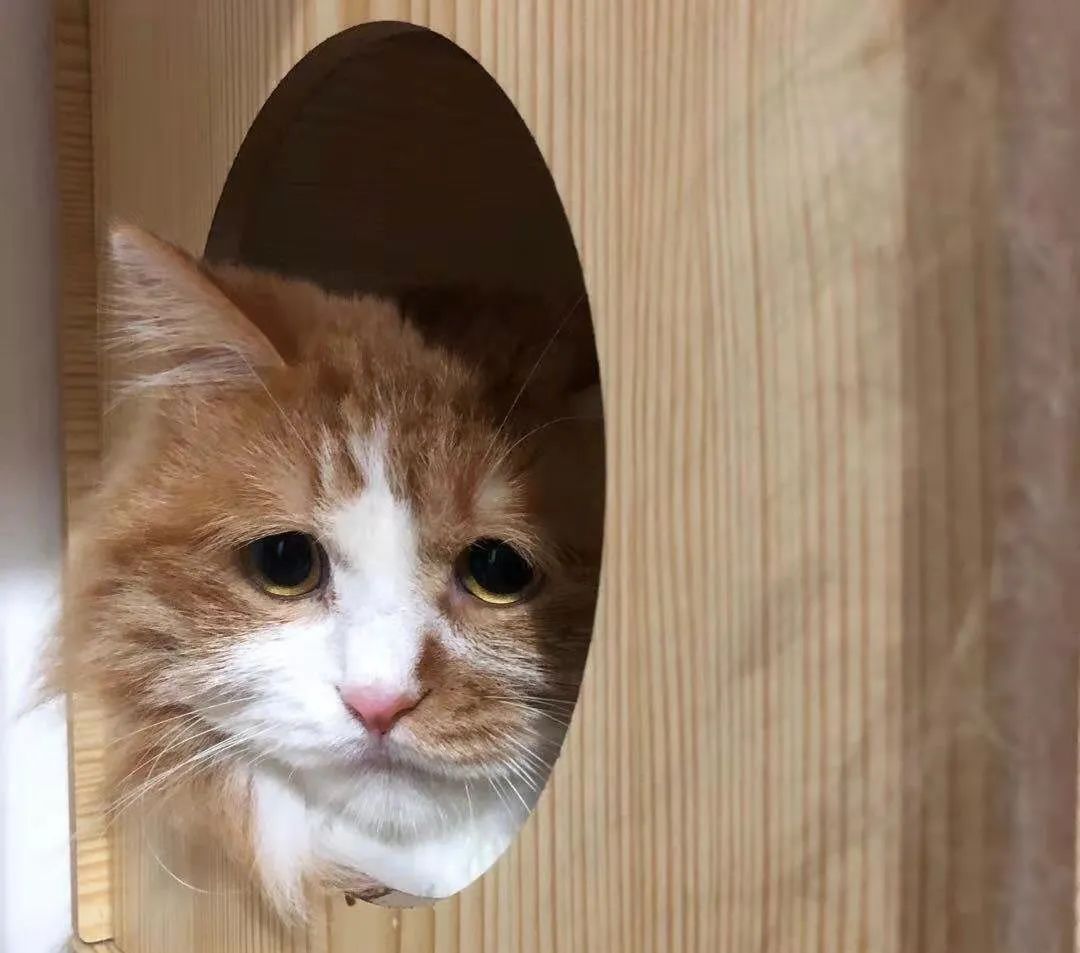 一只哭哭猫被顶上热搜,却被全网嘲笑了哈哈哈!