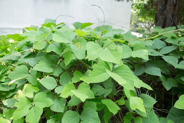 藤本植物葛,冬季農村人常挖根部來做葛根粉,150元一斤難買到