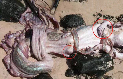 美人鱼存在的最新证据!地质学家亲眼目睹,丹麦政府紧急封锁消息