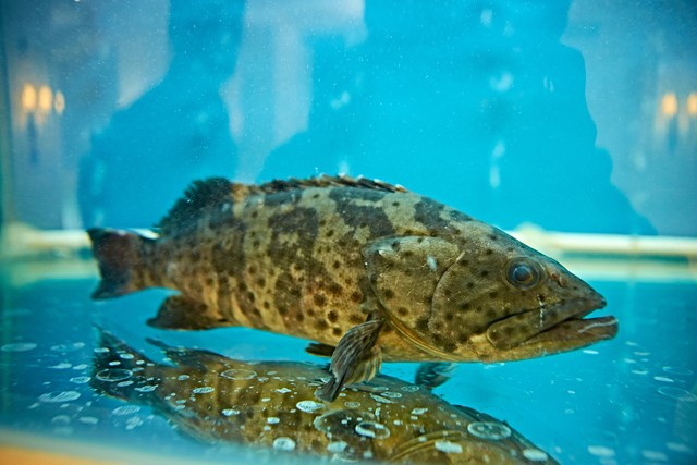 龙趸石斑鱼养殖:一种高效的水产养殖模式