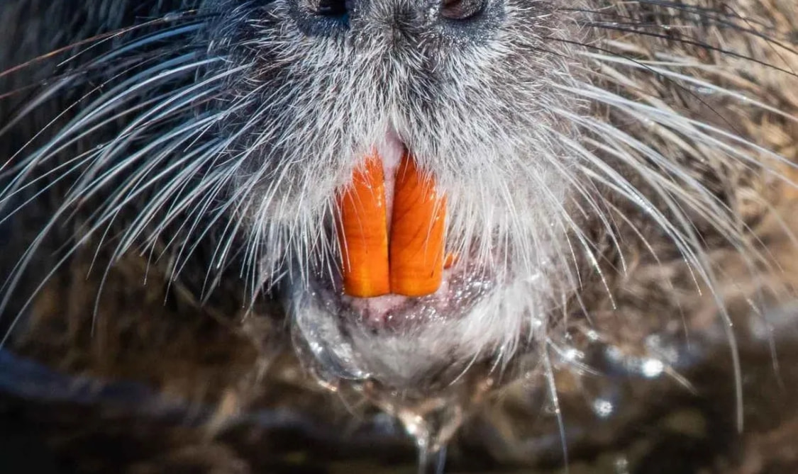 为什么海狸的牙齿是橙色的?它们是金属牙齿吗?