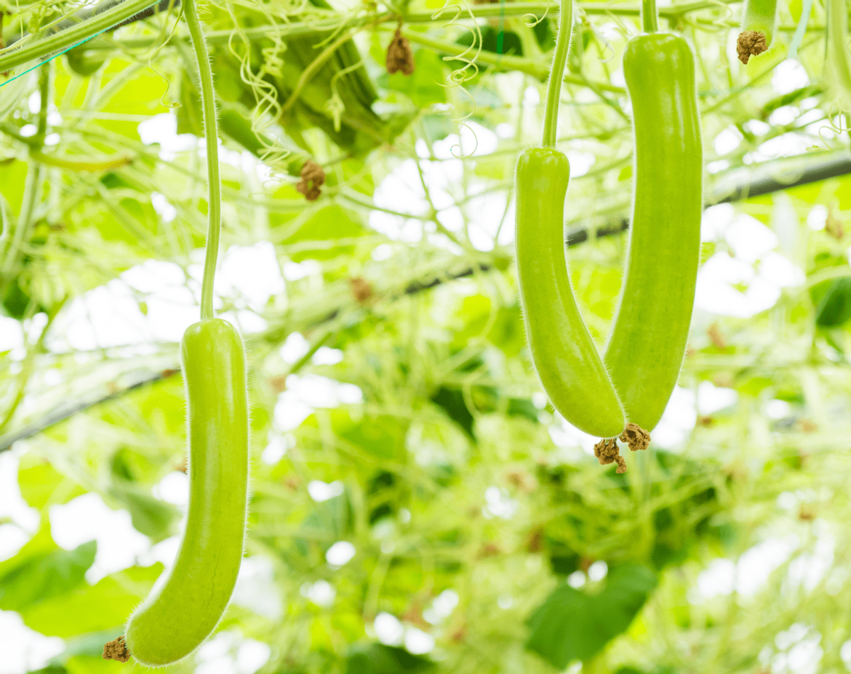 农户需要掌握西葫芦种植技术要点,让作物结瓜多达到高产效果