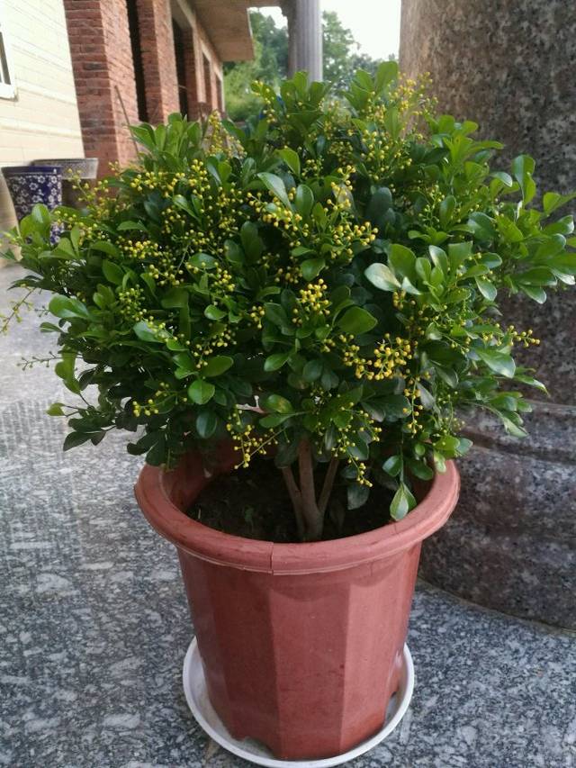 养好米兰花,少不了这些技巧,花多味道香,花色金黄,花期更长