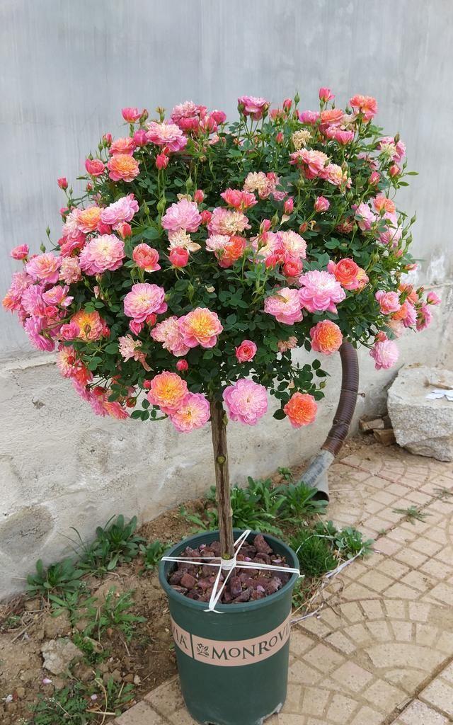 这么好看的花树,家里一定要多种几棵,花期长,花色繁多