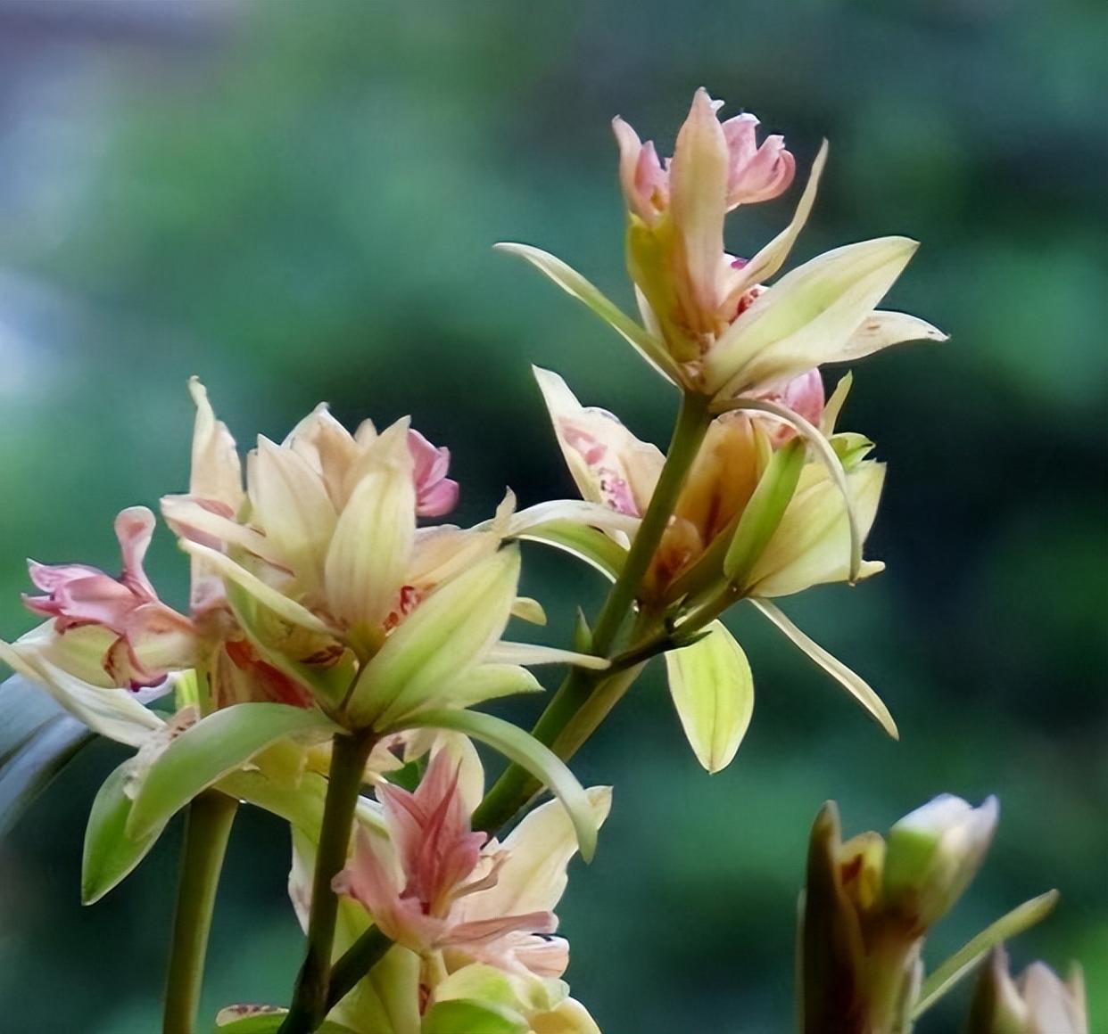 富山奇蝶兰花,香气馥郁,清新典雅,花期较长,值得养护