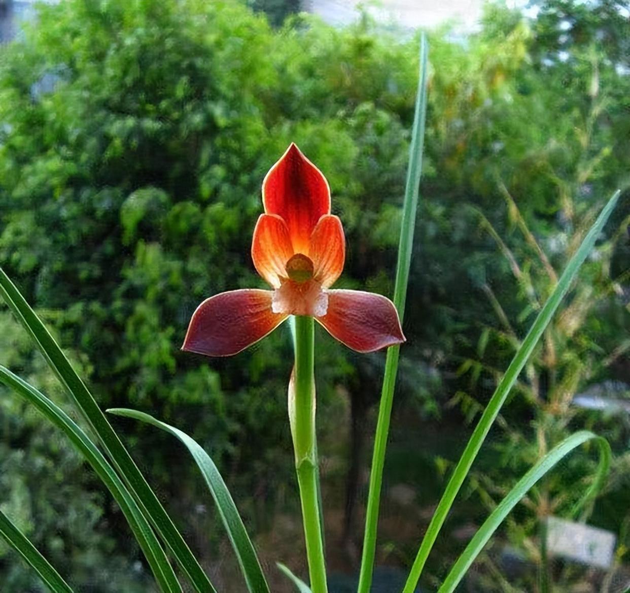 豆瓣兰系列之一:红河红,现在入手,照顾到3点,冬春花开不歇