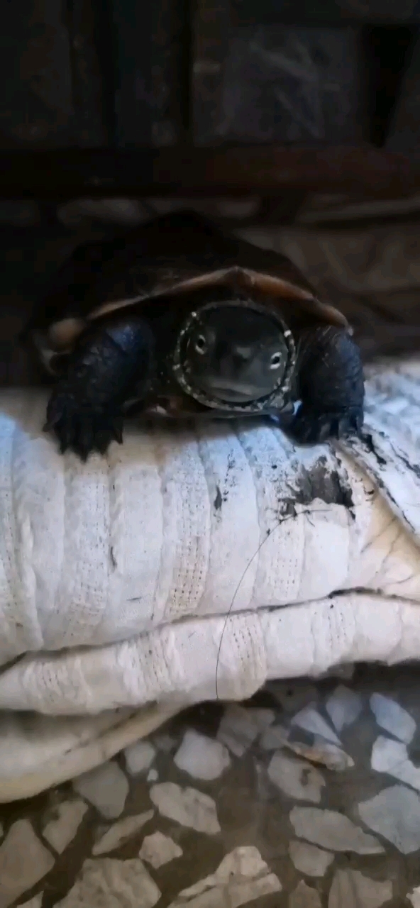 可爱的黑龟,还没进入冬眠再玩几天吧!