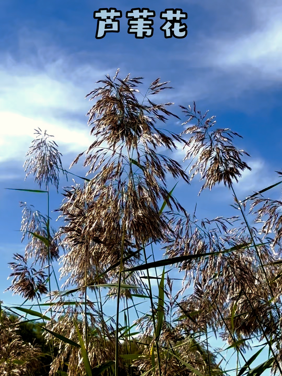 芦苇花的精魂图片