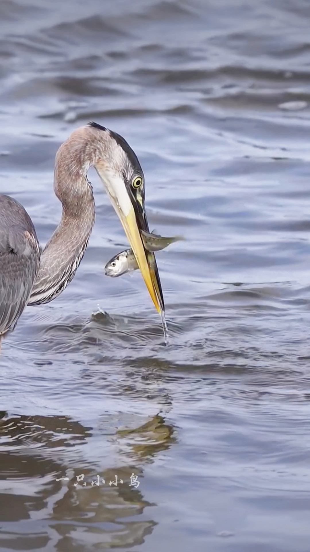 大蓝鹭一次逮两只鱼#野生鸟类摄影 #爱鸟护鸟