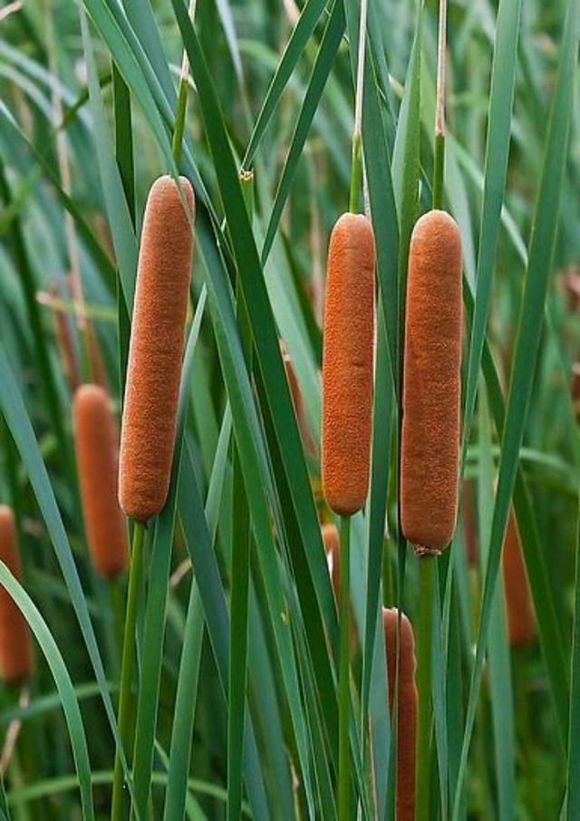 香蒲臭蒲水蜡烛、菖蒲白蒲香菖蒲……到底什么关系?