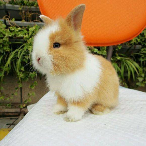 光照对笼物兔有什么影响,怎样抱兔子才是正确的