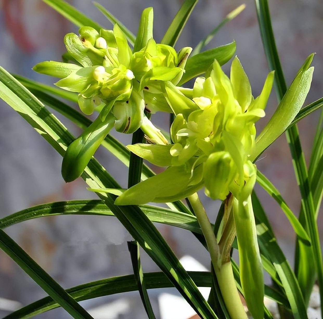 春兰菊瓣之首余蝴蝶,花色清新,香味浓郁,具有田园情怀