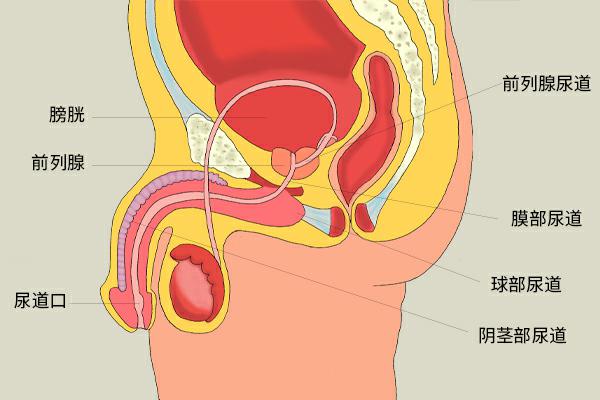 男人前列腺发生故障,多半是水喝错了!医生:太多人不注意