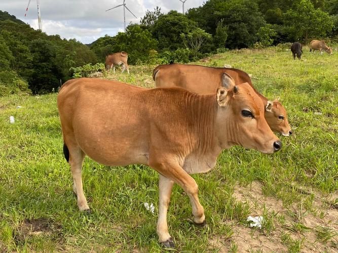 黄牛和水牛的区别