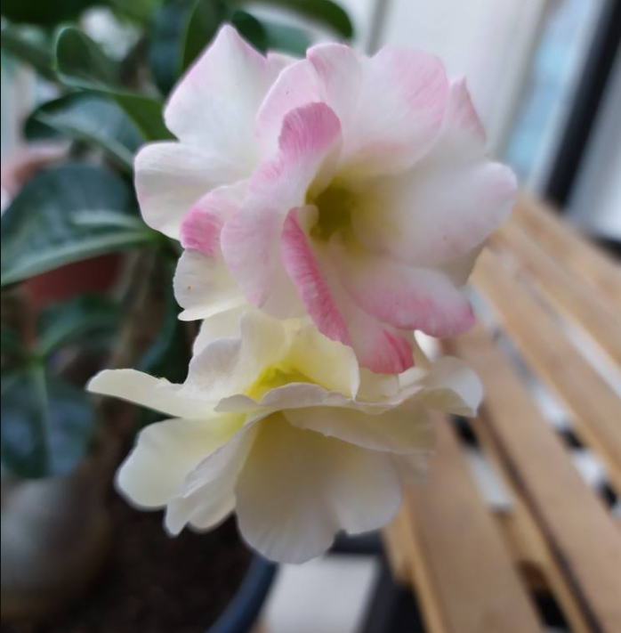 这花不要多浇水,浇得越多,死得越快!