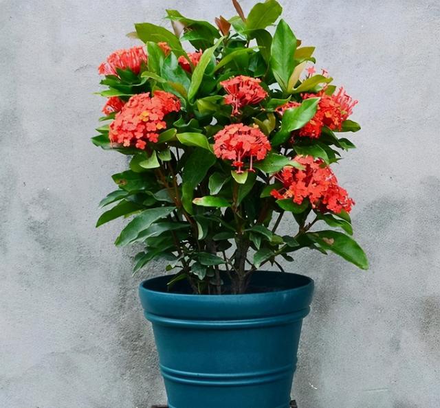 4种耐热耐晒的开花植物,夏季38℃高温都不怕