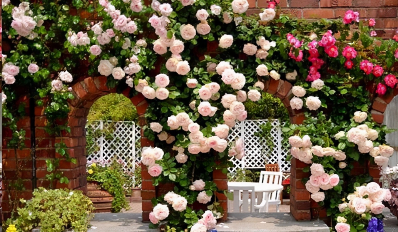 3种爬藤月季,长势较旺盛,适合庭院栽培,也可以打造月季花墙