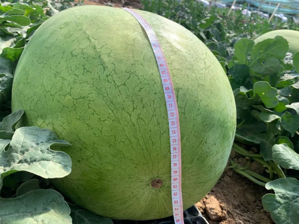 黑水瓜农种出含糖超高的"太空西瓜",需2人抬运,成为梦中情瓜