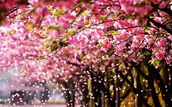 正能量句子:愿你眼藏星辰大海,心装清风明月,奔赴山河与爱