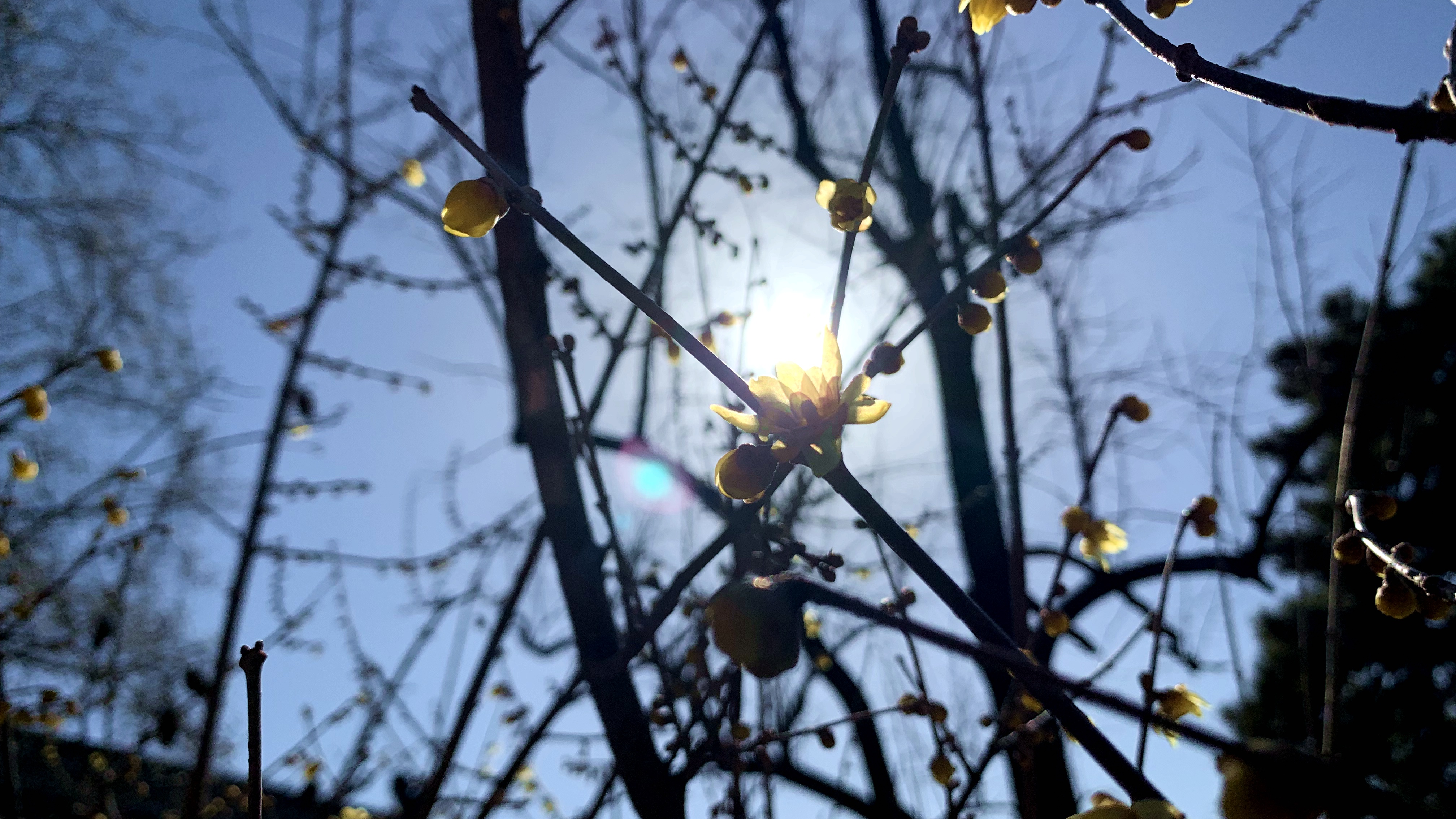 春花第一枝 潭柘寺腊梅为门头沟癸卯早春"上色"