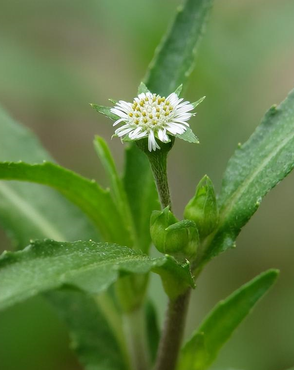 农村常见野草墨旱莲,采摘来洗头发,有乌发作用,你认识吗?