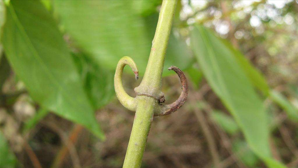 奇特植物上面长钩钩,人称钩丁,吊藤,鹰爪风,倒挂剌,价值珍贵