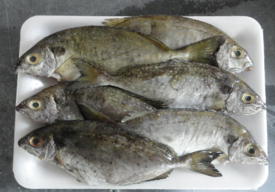 深圳这家餐厅的泥鯭鱼抽检不合格,内含两种违禁兽药,难以接受!