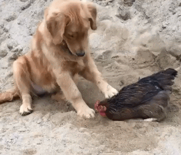 狗：扒拉我嘴原来是找茬呢 baijiahao.baidu.com