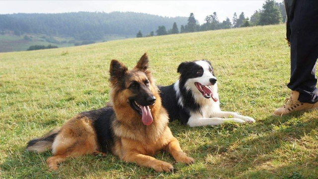 德牧和边牧的故事