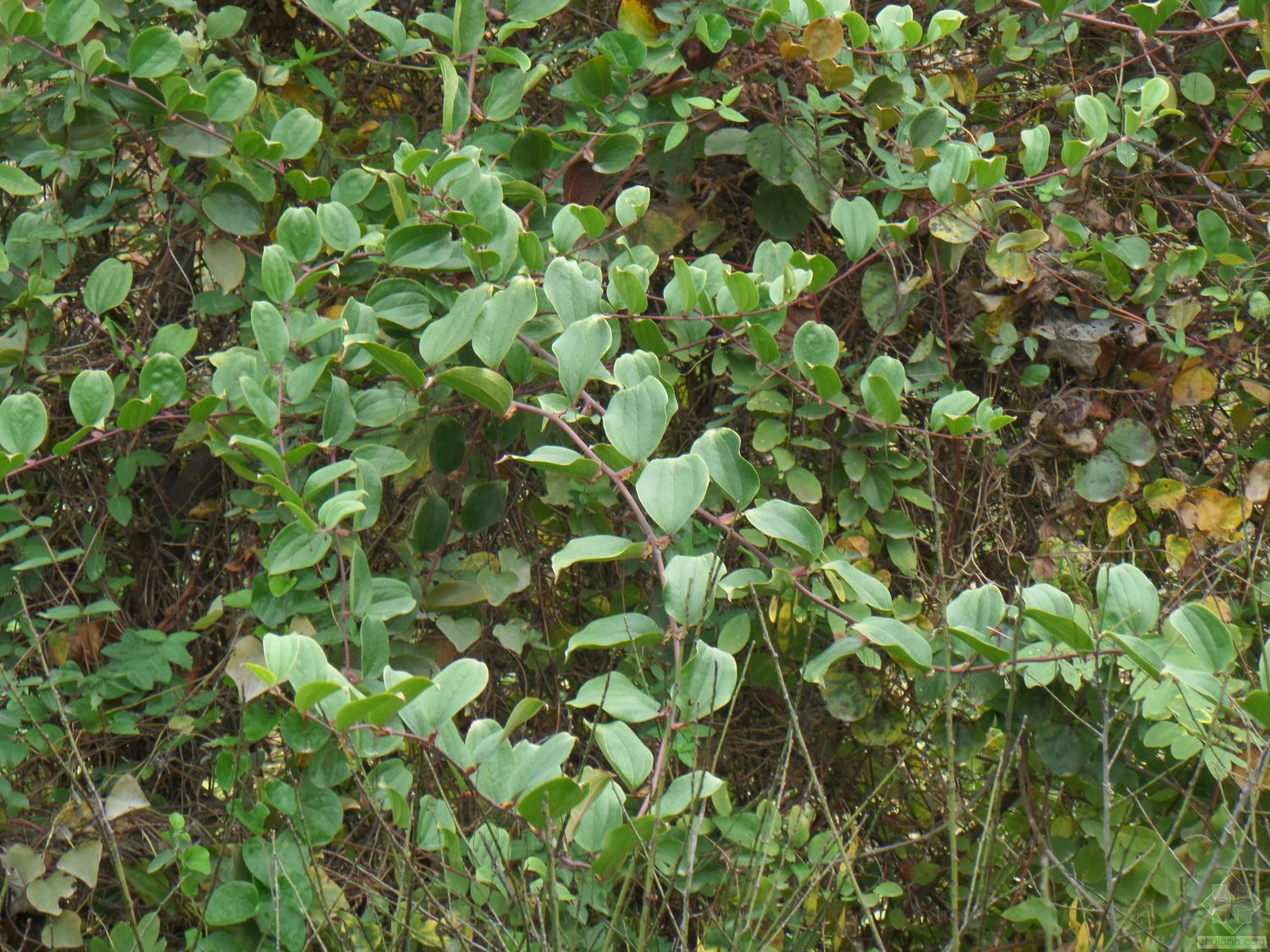 农村带刺的植物金刚刺,学名菝葜,人称湿气之王,遇到挖些备用