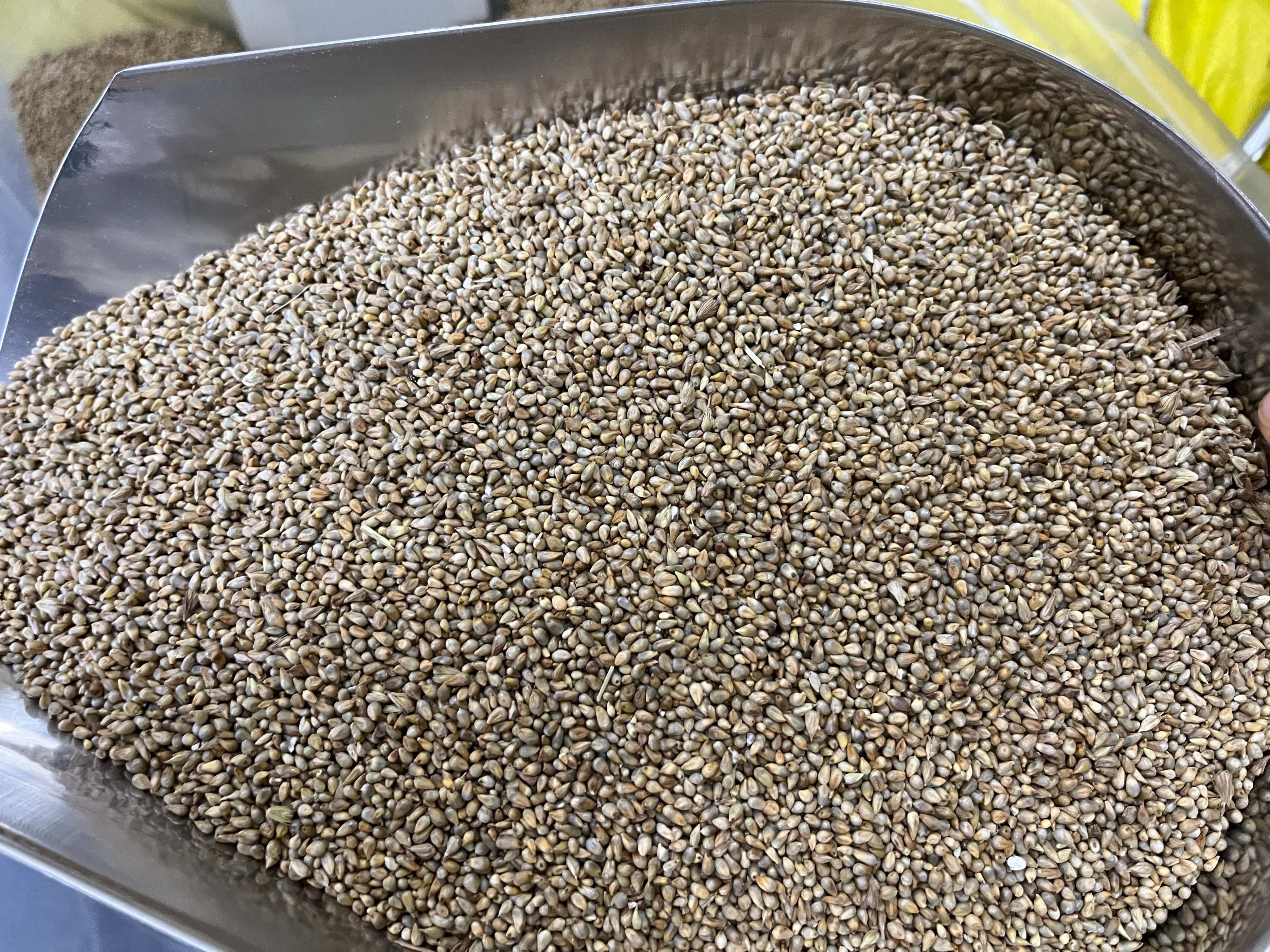 长相酷似甜象草,经常被当做甜象草种子出售,看看您有没有买过?