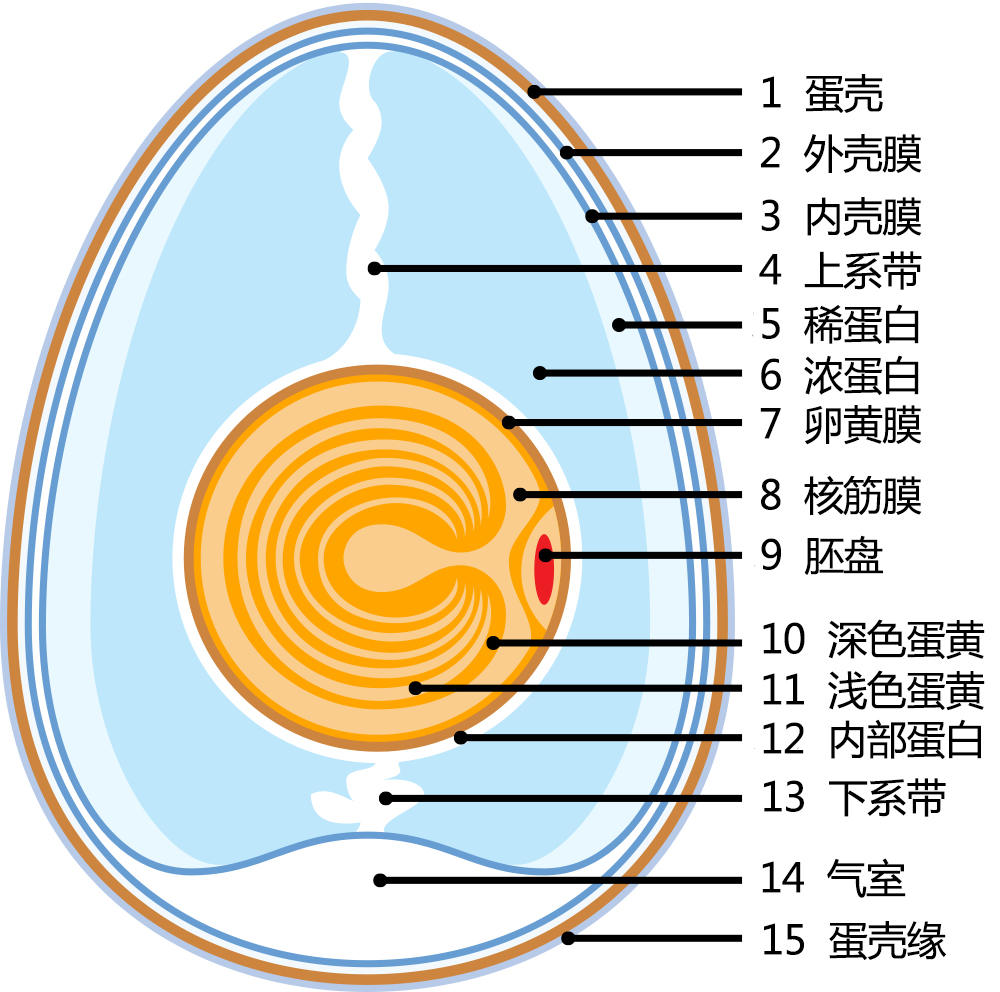 熟鸡蛋纵向切开图图片