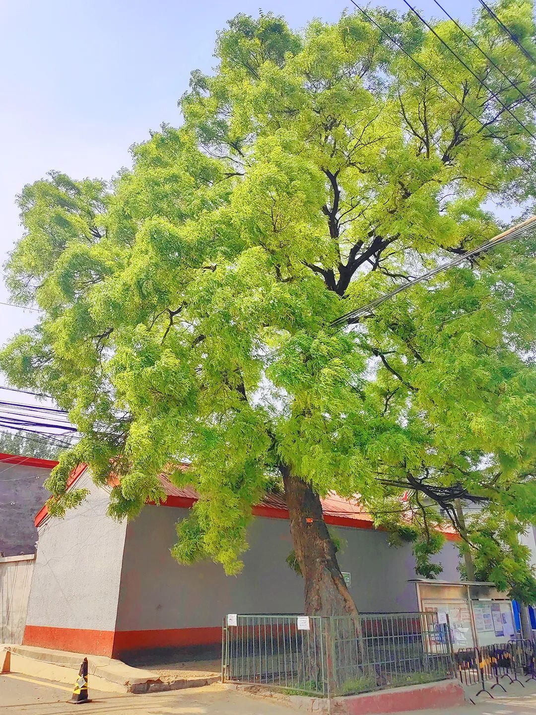 增绿更添人文内涵马坡镇向前村腾退地块改造为古槐园