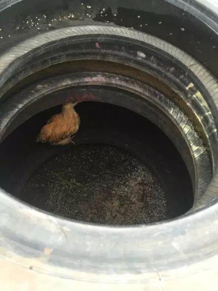 热点|老师让带鱼,学生带一斤重大鲫鱼上科学课,网友:爸爸连夜钓的吧