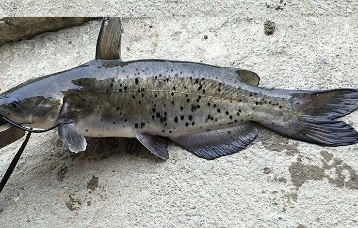 斑鳠:因美味而被保护,若钓到请珍爱并放生