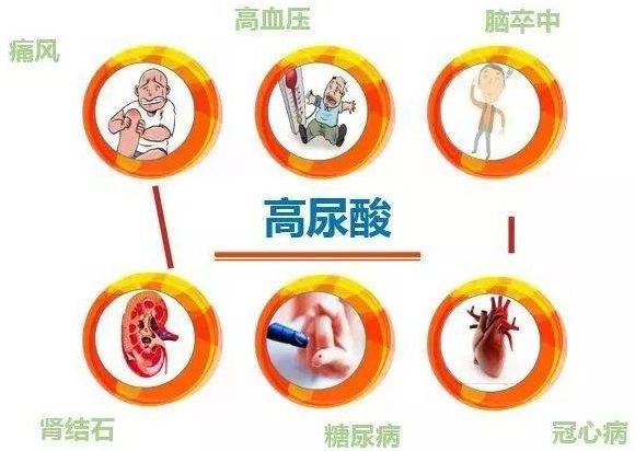 同为哺乳动物,为什么只有人类会患高尿酸血症?