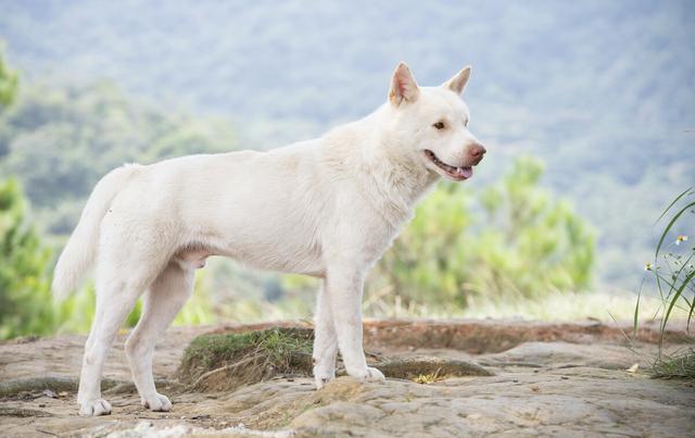盘点各国的"土狗",有些在我国身价倍增!